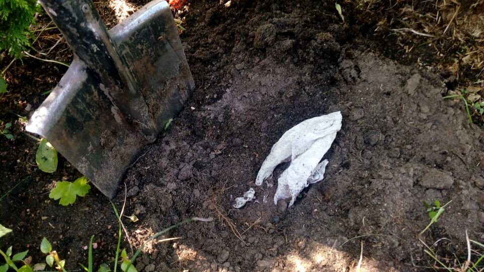 Закапываем тряпки на грядку. Фото автора 