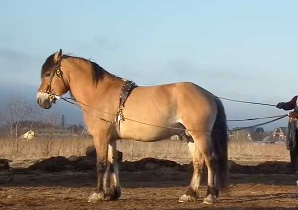 Описание породы лошади Белорусская упряжная