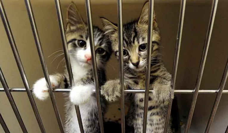 Бедные котики:(