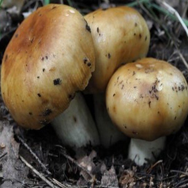 Съедобные грибы Краснодарского края и Адыгеи