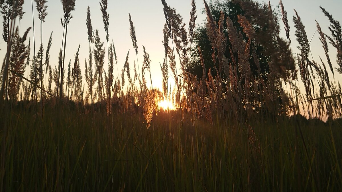 Где-то на опушке леса)