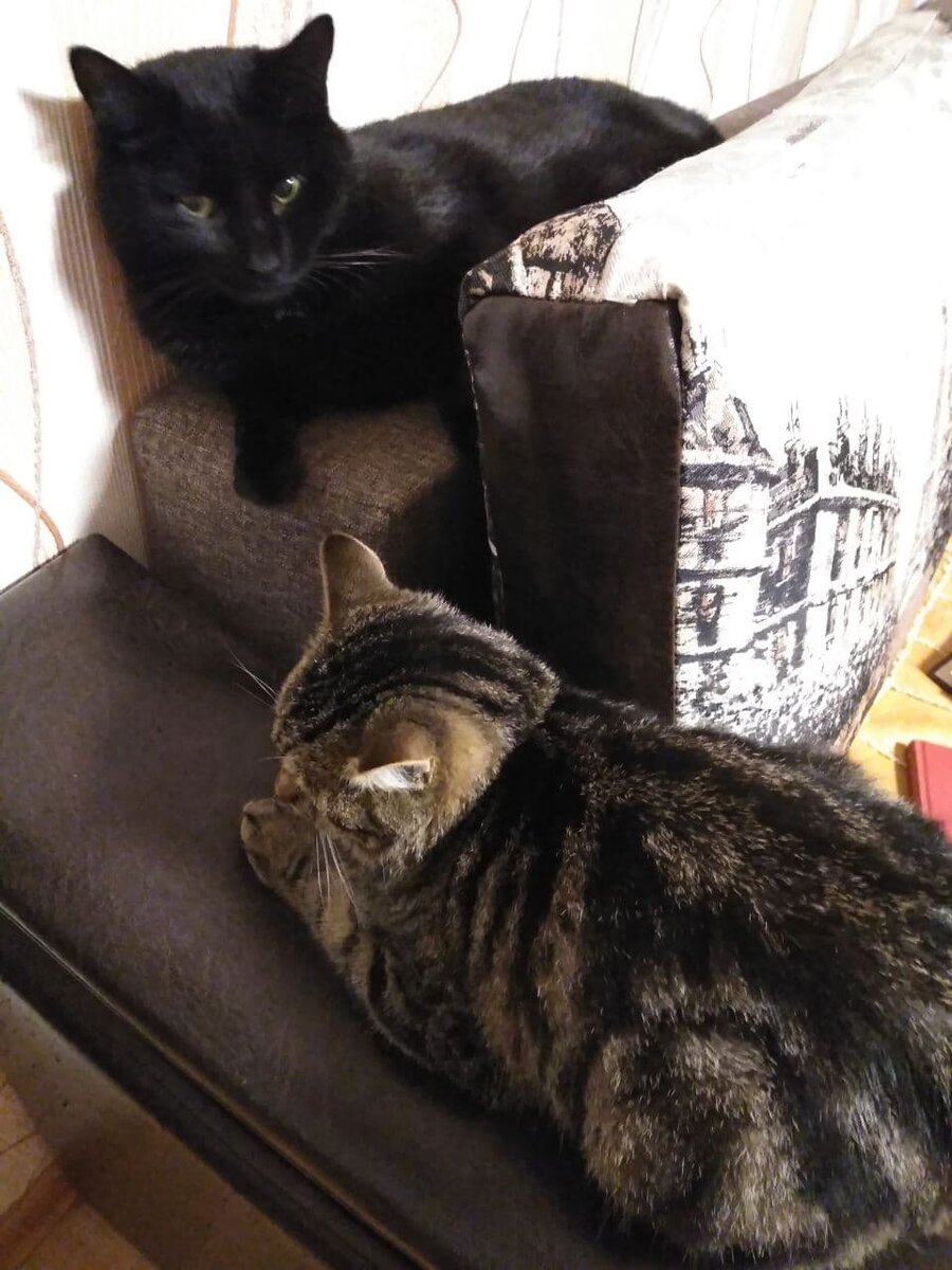 Мои котики - Кусь и Плюш