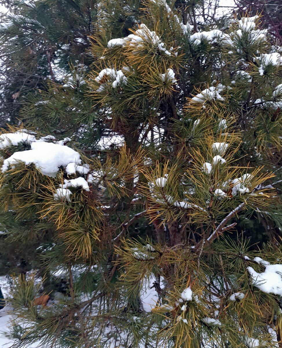 Ну чем не WinterGold&))) Сосна обыкновенная, из леса. Сначала я пугалась, что она так желтеет, но делает  это уже много лет