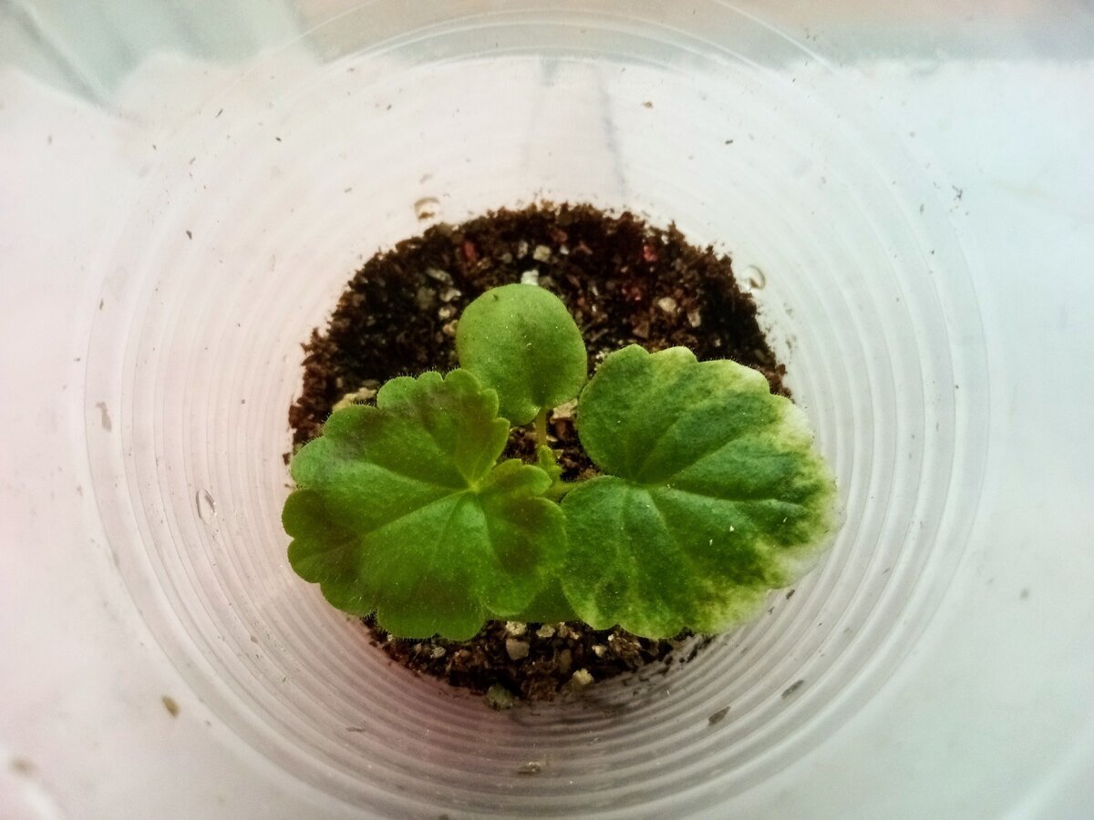 Пеларгония F1 "Черный бархат" через месяц после посева