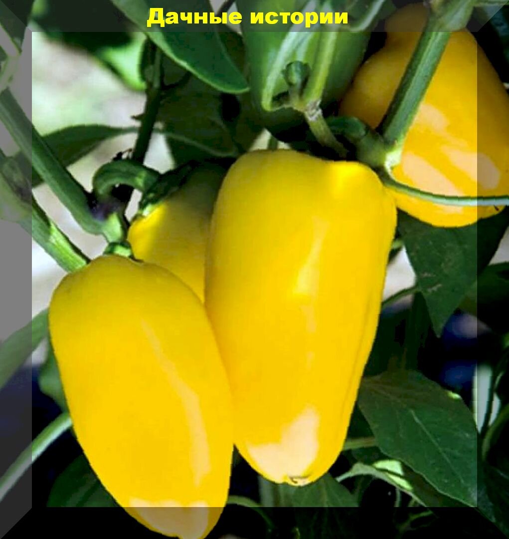 https://vk.com/photo-159774511_457244955
