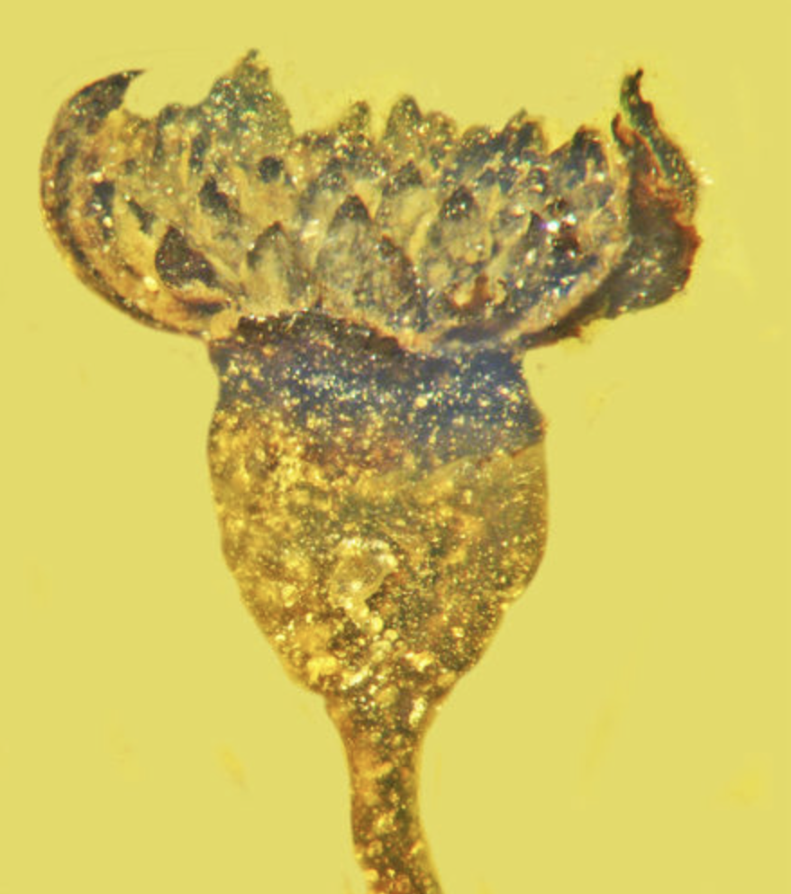 Цветочек, обнаруженный в бирманском янтаре, имеет название Valviloculus pleristaminis