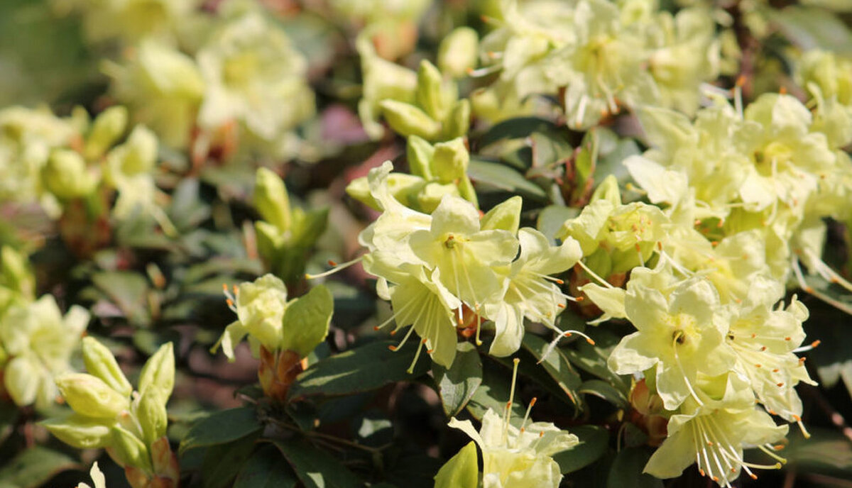 "Солнечные зайчики" 