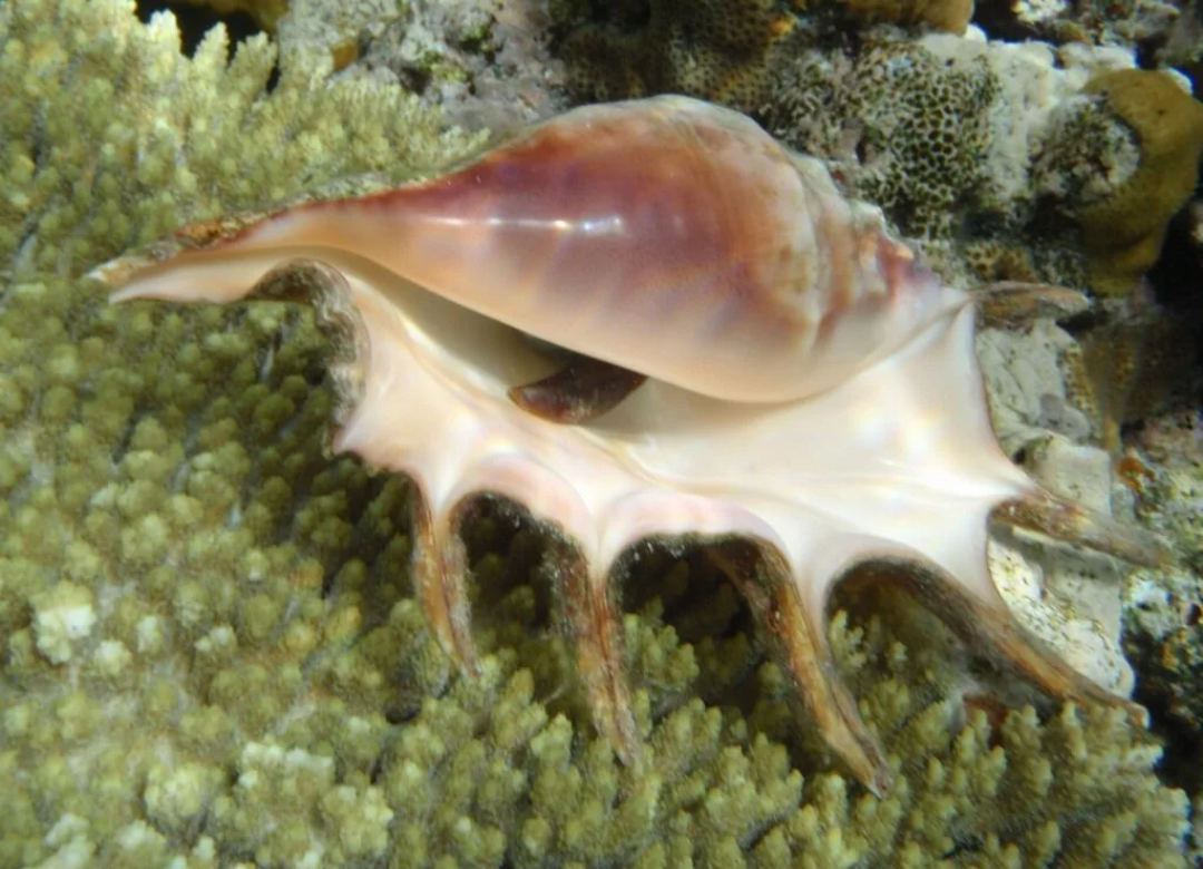 Фото моллюска. Морские брюхоногие моллюски морские. Ламбис моллюск. Брюхоногие моллюски тридакна. Колумбариум моллюск.