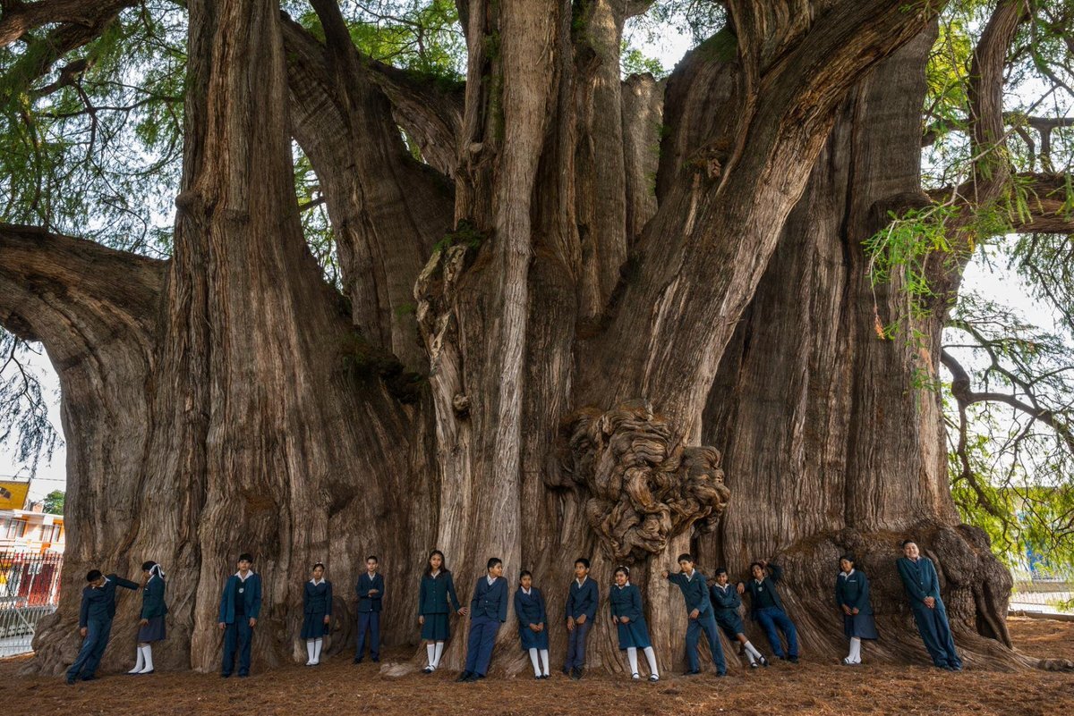 10 самых необычных деревьев планеты