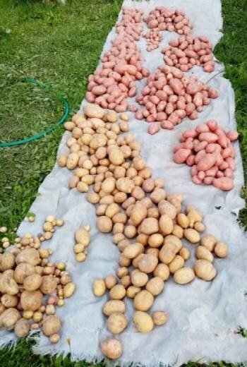 Калибрую свой картофель сам