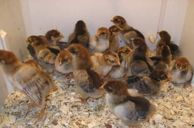 Цыплята Кучинской юбилейной