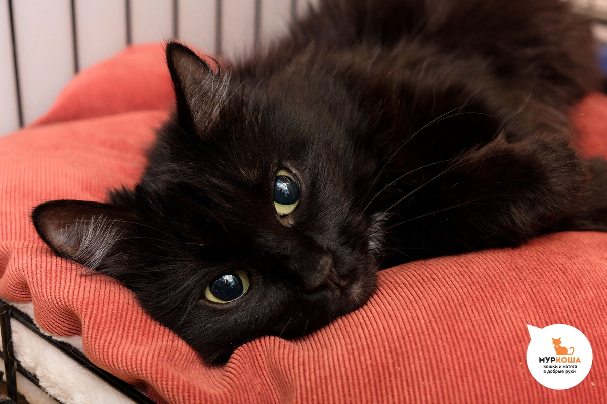 Мариетта, 8 лет (ДОМА)