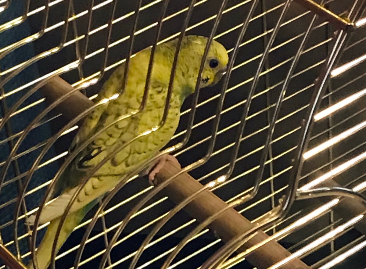 Напуганный малютка. 