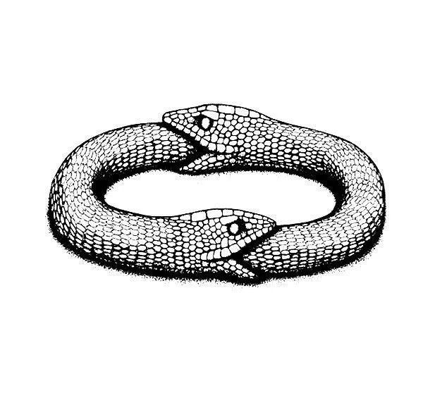 Два удава одинаковой длины начинают заглатывать друг друга с хвоста.   
Вопрос: 
Насколько они смогут заглотать друг друга? Как вы думаете?