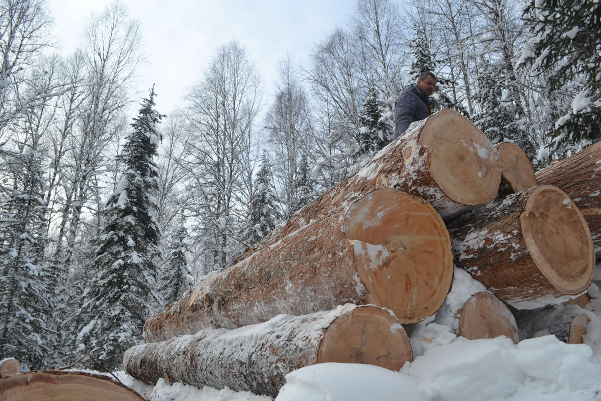 Алтайский кедр: фото из открытых источников