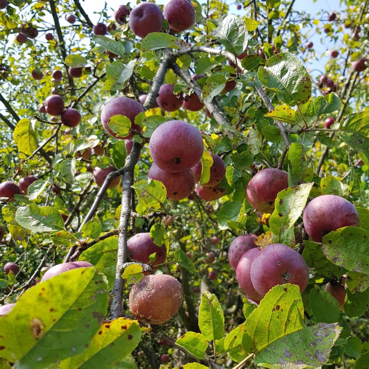 Фото из личного архива. Здесь хорошо видно пораженные плоды.