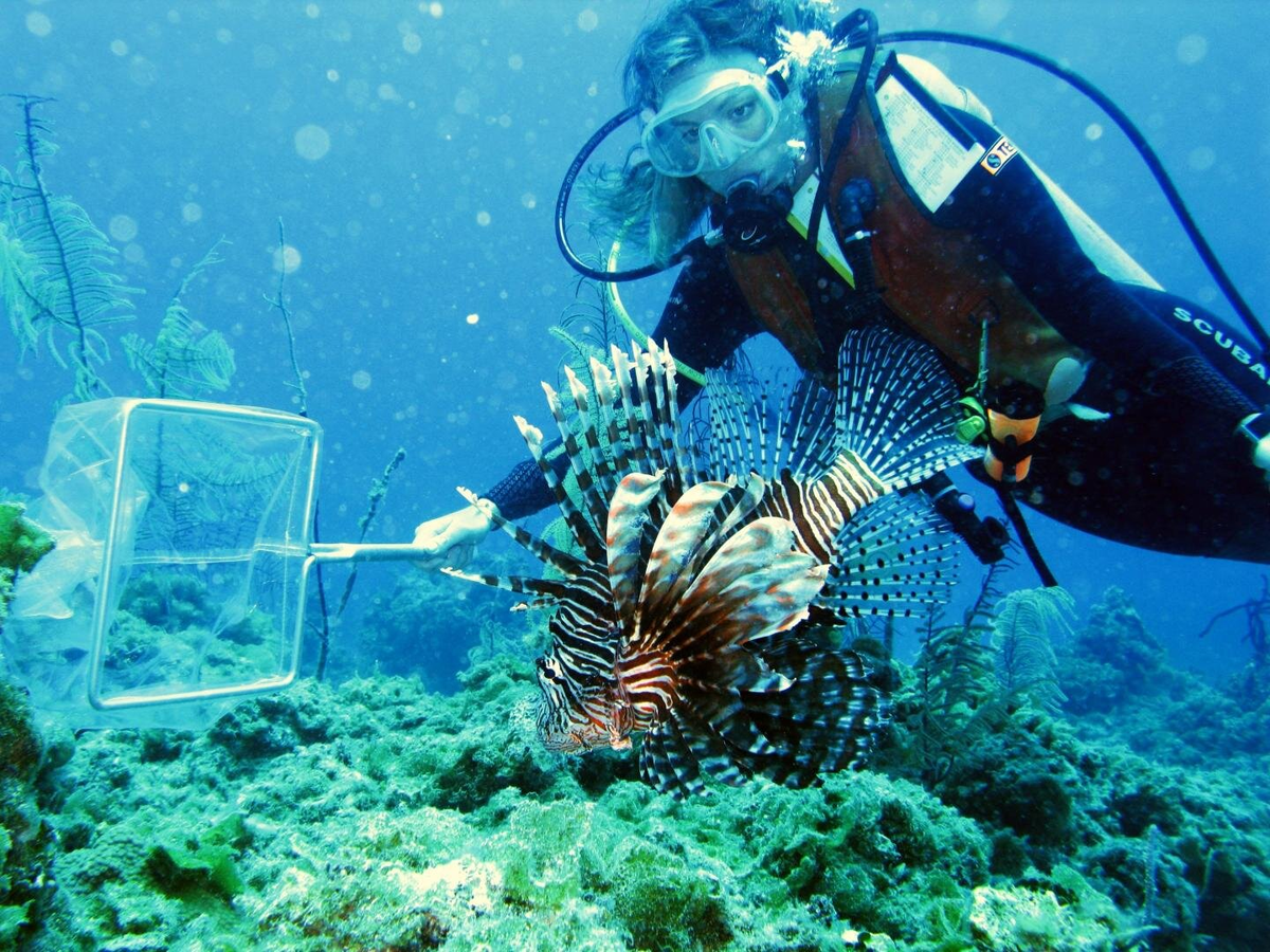 Инвазивный вид рыбы. Инвазивные виды в океане. Инвазивные виды Австралии. Lionfish группа.