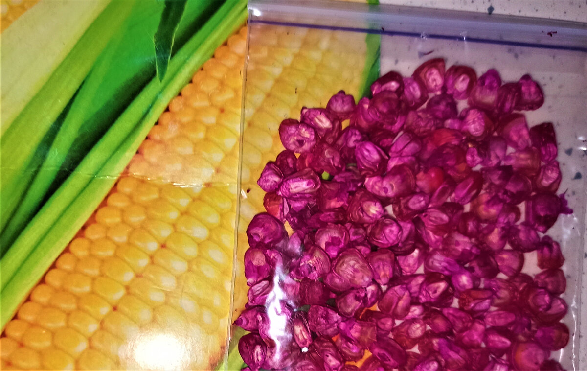  Кукуруза Сладкие бусы. Очень вкусный десертный и универсальный сорт с крупными маслянистыми зернами, похожими на янтарь. Фото автора.