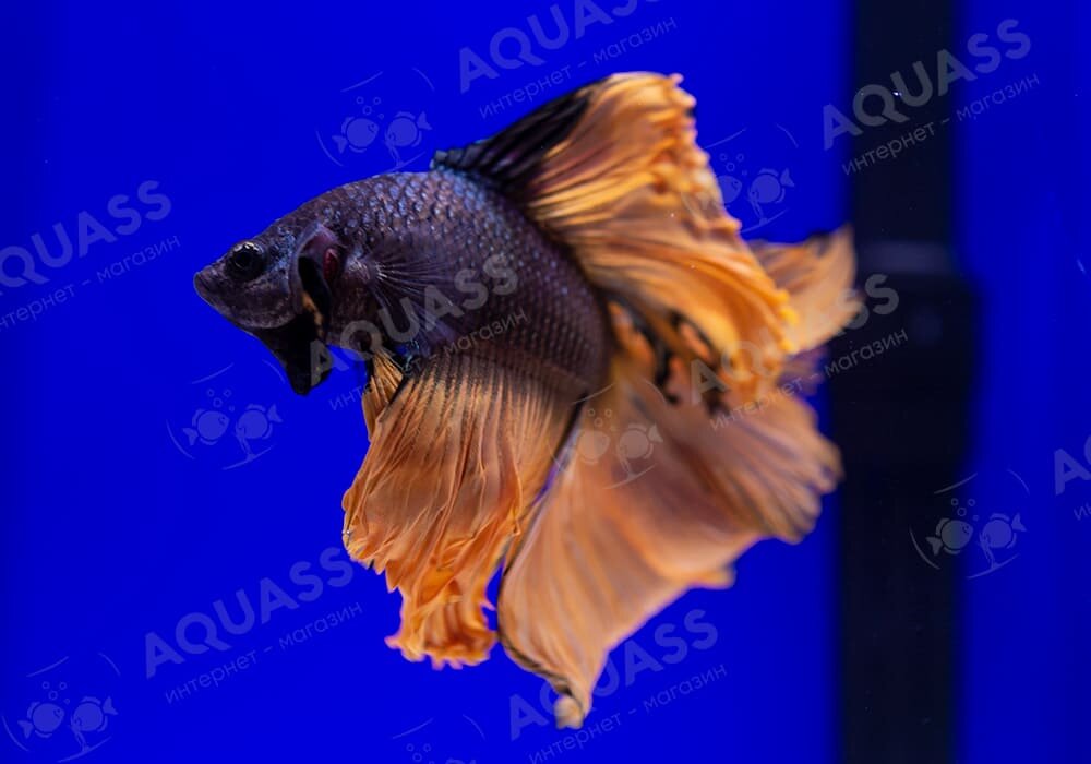 Петушок Халф Мун двухвостый черное золото самец