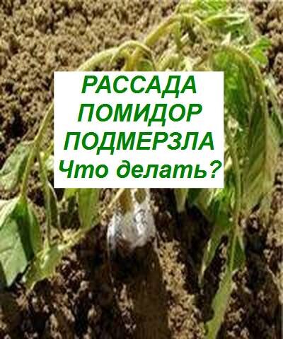 рассада помидор подмерзла