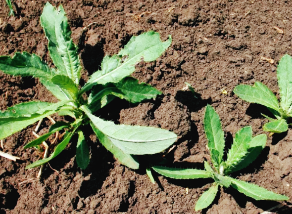 Многолетний сорняк 