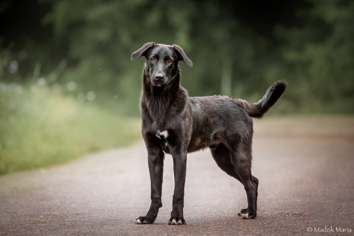 Римус — герой этого поста