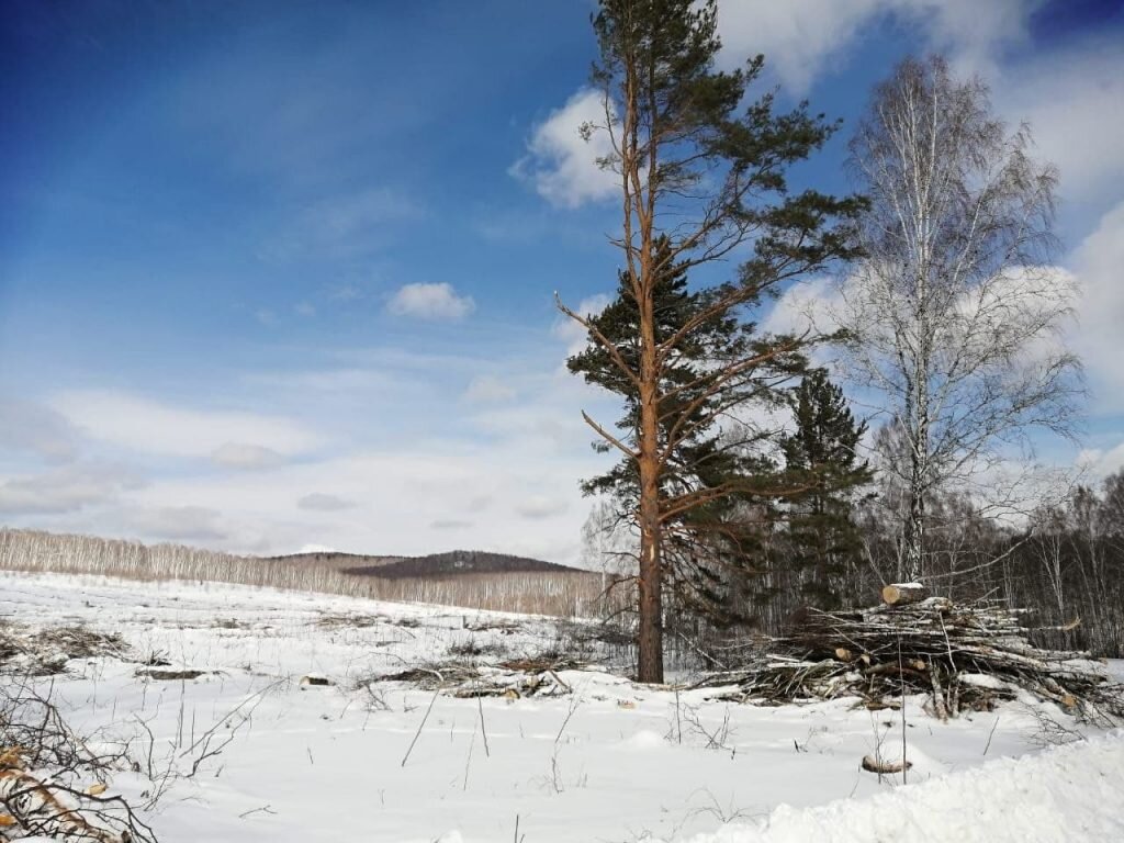Башкирский лес базовый пер 43а фото
