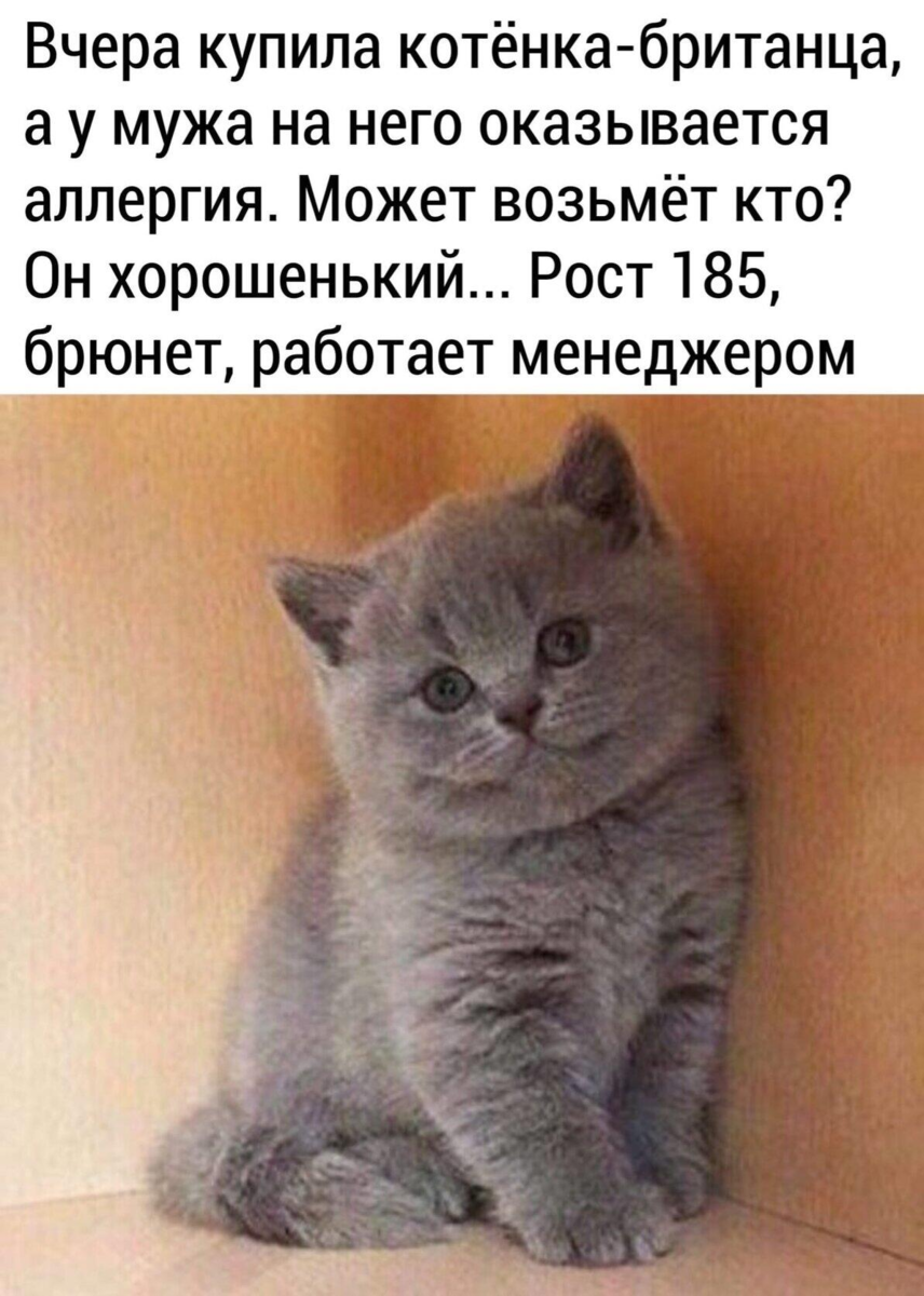 Отдам котят картинка