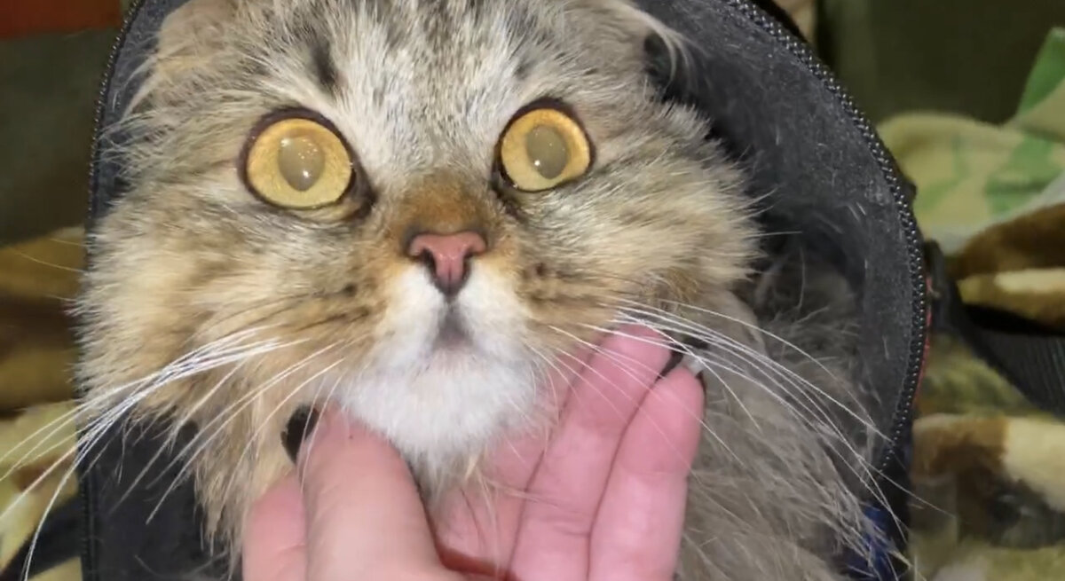 В тот вечер я как обычно пошла выносить мусор. На улице было совсем темно и вокруг ни души. Внезапно мне показалось, что рядом со мной кто-то  мяукнул.-2