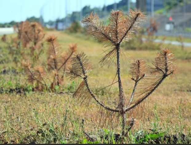 Иллюстрация из открытых источников: Световой испуг.