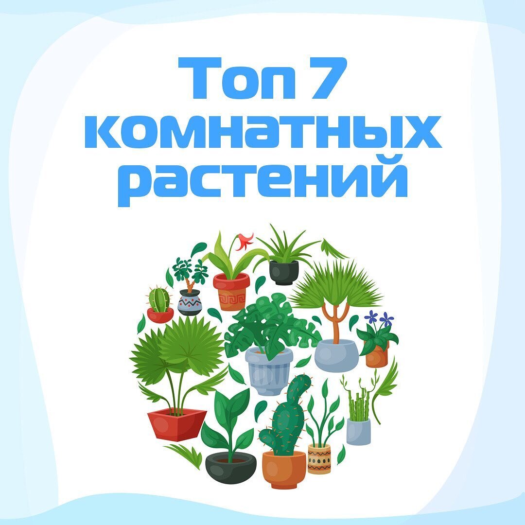 🌿 Топ 7 комнатных растений, которые очистят воздух в вашей квартире |  Чисту - сервис чистоты | Дзен