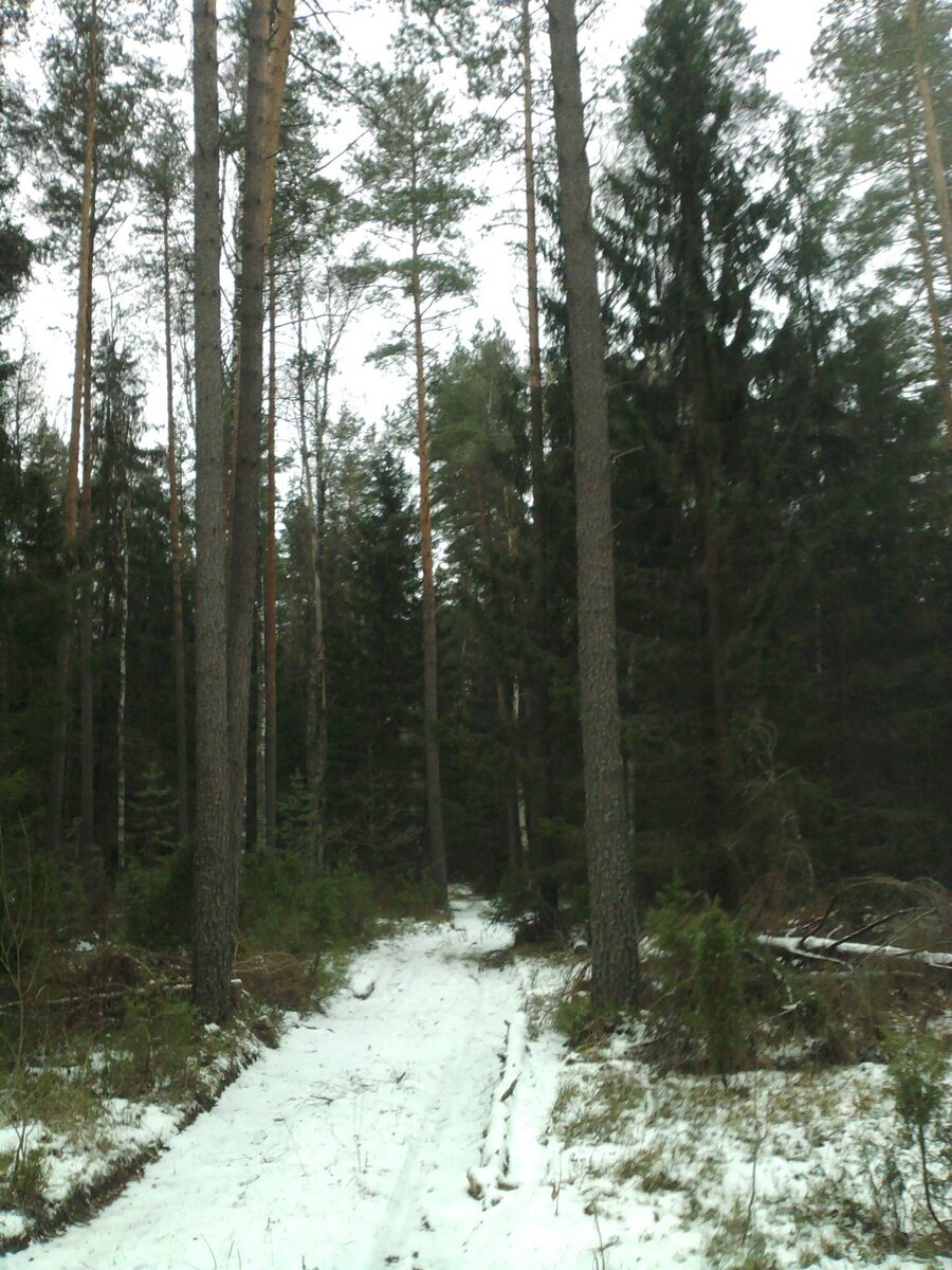 ШЛИ ПЕШКОМ, ПО ЗАСНЕЖИНОЙ ДОРОГЕ, НА МАШИНЕ СЕЙЧАС НЕПРОЕХАТЬ ДА И НЕИНТЕРЕСНО НА НЕЙ . СВОИМ ХОДОМ БЛИЖЕ ОЩУЩАЕТСЯ ПРИРОДА.