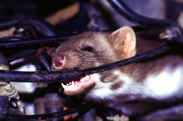 Электрические схемы ультразвукового отпугивателя грызунов, крыс и мышей.