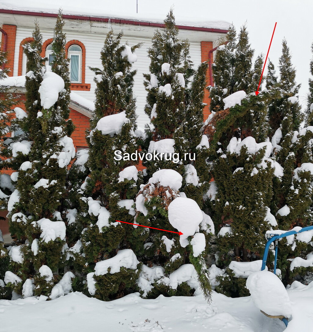 От тяжести снега ветки туи склонились