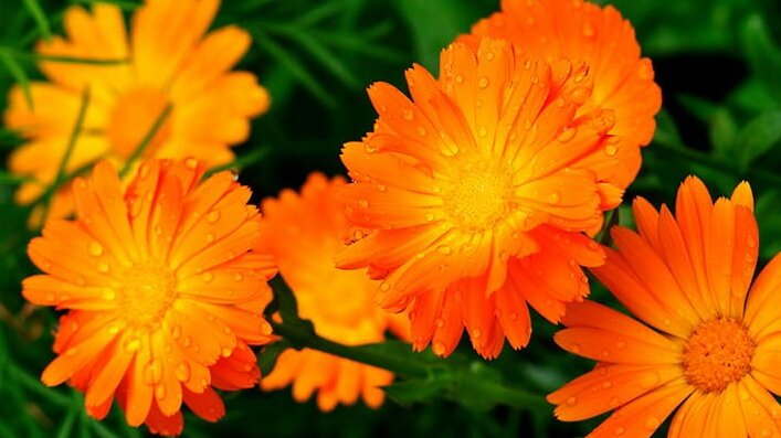 Прекрасные защитники сада - ноготки