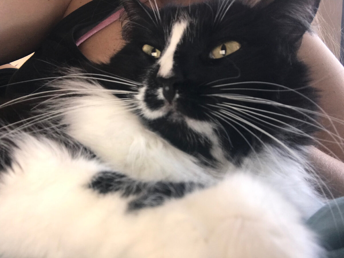 Наши кошки будут с нами путешествовать