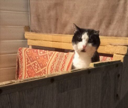 Пол-уха утеряно в боях на пути домой