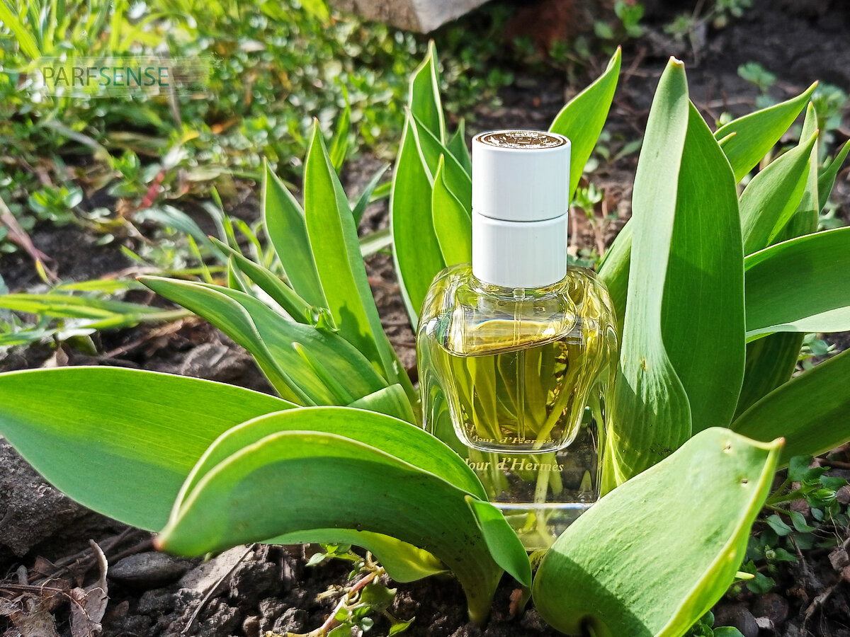 фото автора. Во время фотосессии ни один тюльпан не пострадал