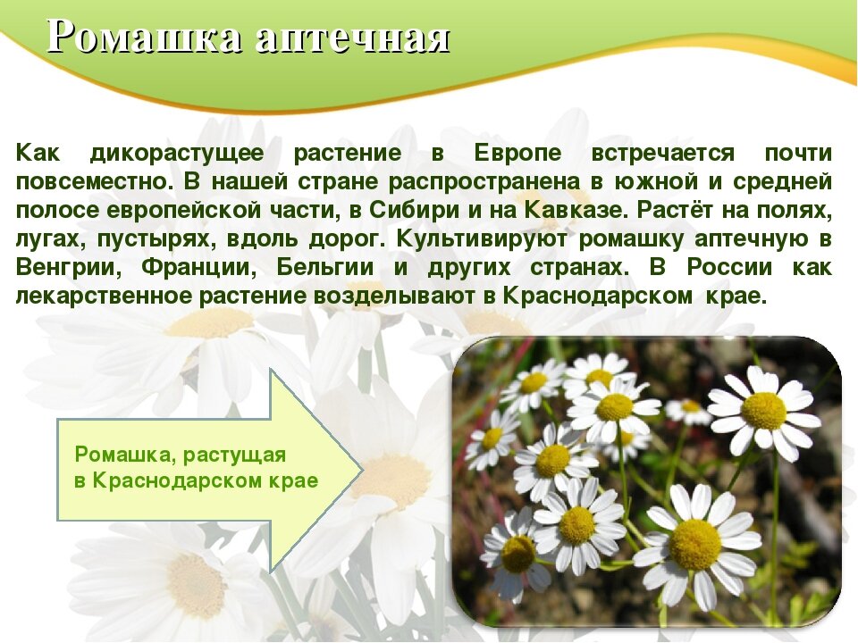 Ромашка аптечная показать картинку