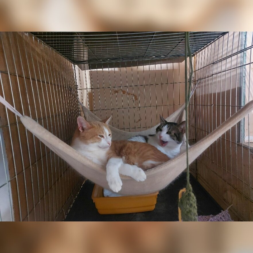 Джанни и Лаччи — котики неразлучники.