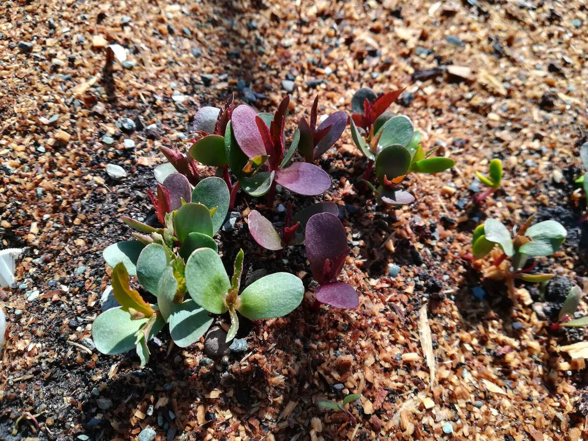 всходы яблони, 5 мая 2022 