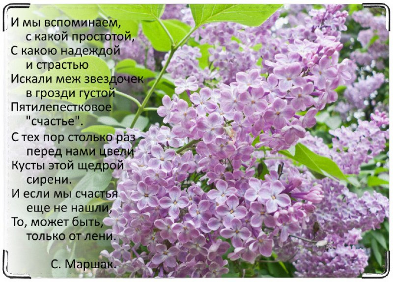 Стихи про сирень. Маршак сирень. Стихи про сирень русских поэтов. Четверостишие про сирень.