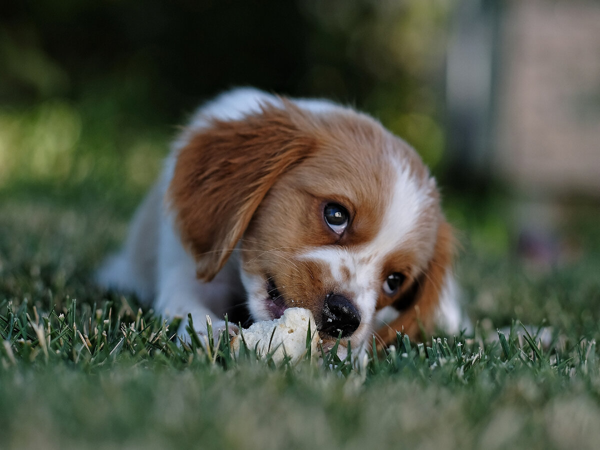 Первая помощь собаке при укусах и ужаливании - Блог зоомагазина азинский.рф
