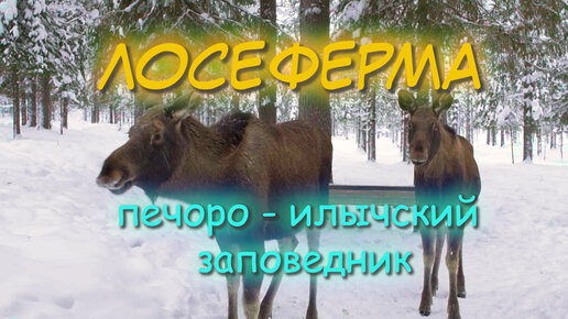 Лосеферма при Печоро - Илычском заповеднике. Жемчужина Республики Коми.Экотуризм.