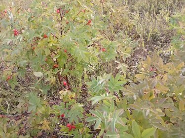 Фотография из личного архива автора