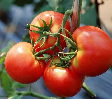 5 причин - почему желтеют помидоры в теплице