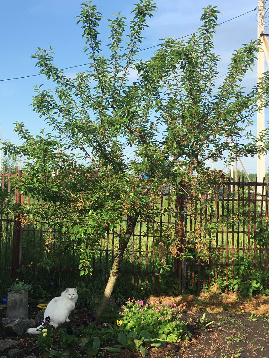 приствольный круг с геранью