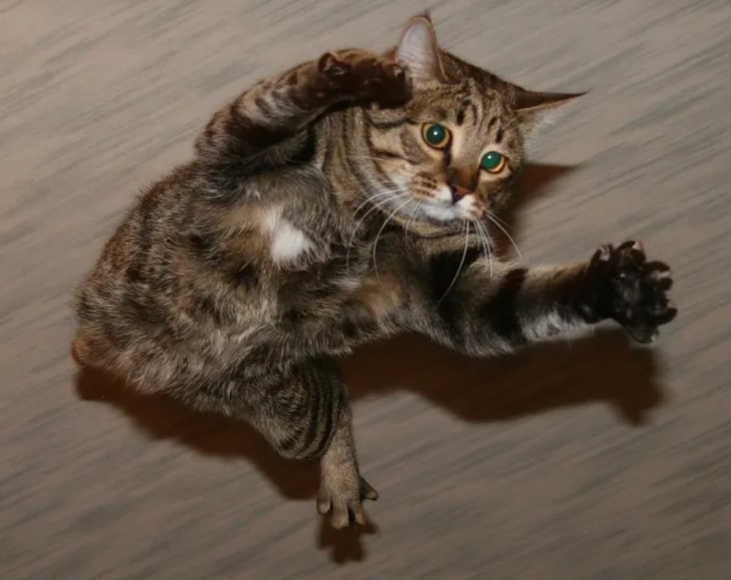 Кот в полёте