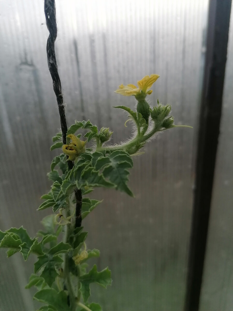 оконный арбуз с завязью, надеюсь что она будет наливаться