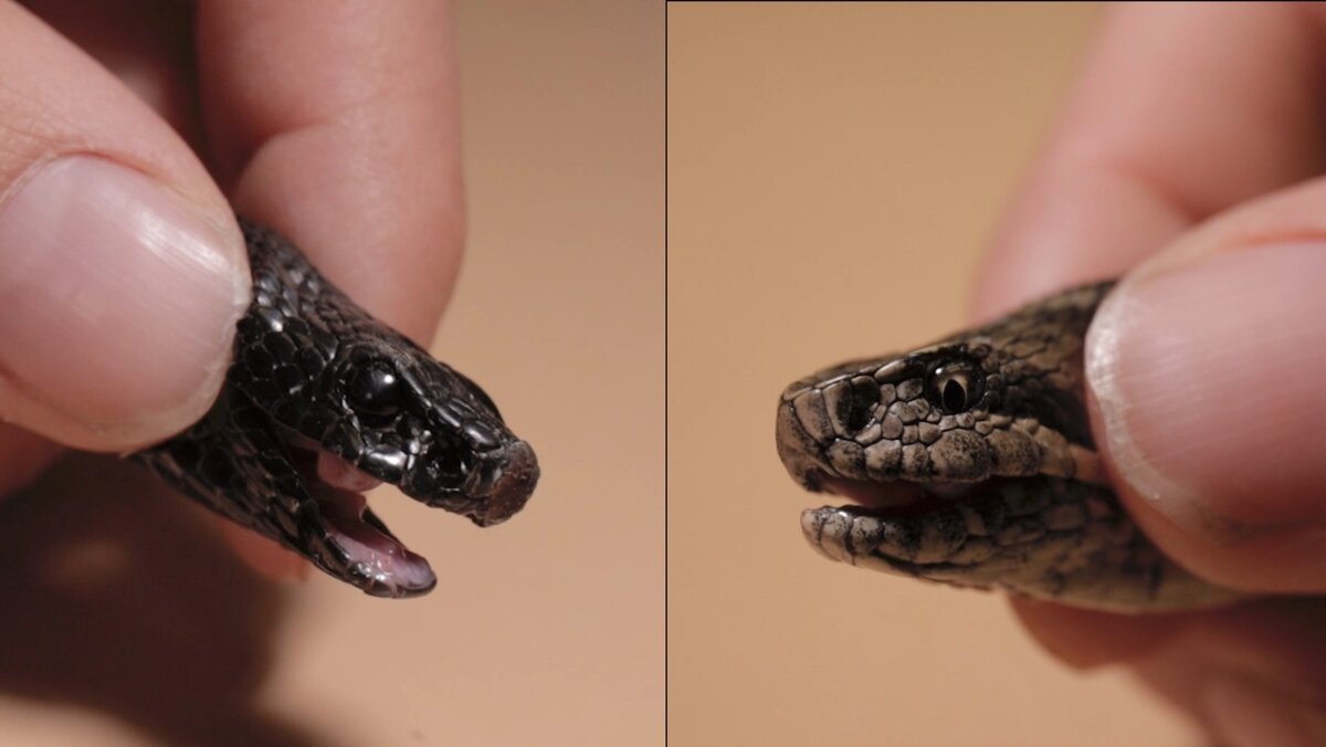 Ядовитые гадюковые змеи имеют вертикальный зрачок